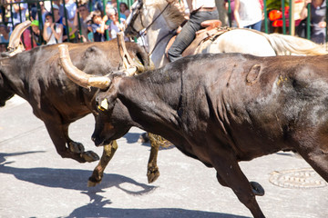 course de taureaux