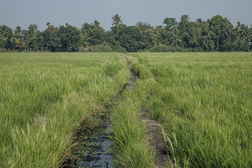 Irrigation system in a rice field in Kerala, India