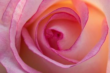Closeup Top View of Pink Red Rose with pink petals.