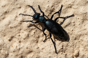 Photos macro
