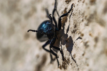 Photos macro