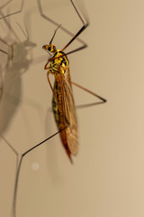 Photos macro