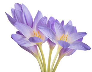 Fototapeta premium light violet crocus six flowers bunch on white