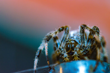 Photos macro