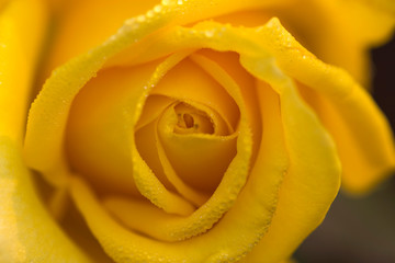 Closeup of yellow Rose.