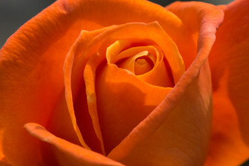 Closeup of Safron Rose.