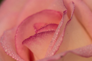 Closeup of Pink Rose petals, with water droplets.