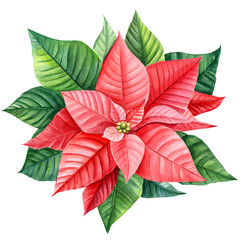 watercolor poinsettia, christmas star on isolated white background, botanical illustration