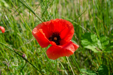 Red meadow poppy flower