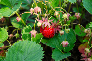 Fresh strawberry bush