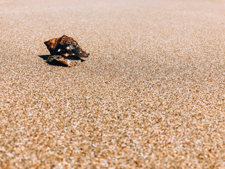 A clam in a shell creeps along a yellow sandy beach.