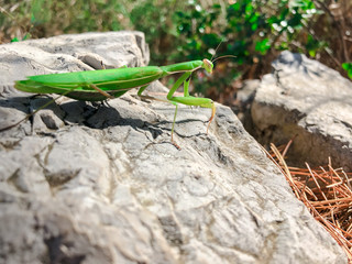 Green Mantis. Insect mantis is sitting on a stone