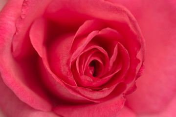 Fototapeta na wymiar Closeup of Pink Rose.