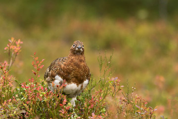 Willow ptarmigan (Lagopus lagopus) among different colorful shrubs during autumn foliage in Finnish nature