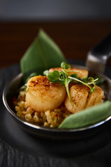 close up view of delicious grilled scallops with green leaves and microgreens