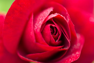 Red Rose with water droplets.