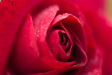 Closeup of Red Rose with water droplets on textured petals.