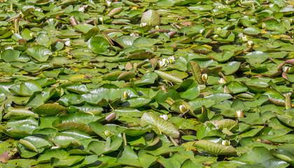 background with white lily flowers in green leaves