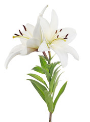 pure white lily with two blooms