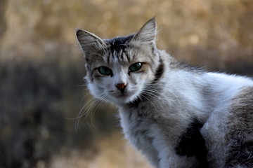 Indian Domestic Cat