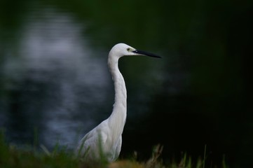White Egret Near a Lake