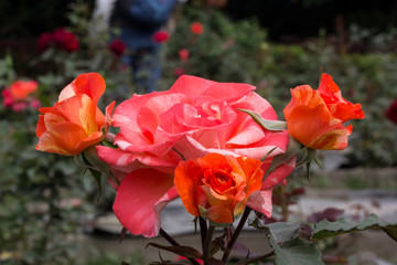Red and Orange Roses.