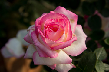 Closeup of Pink Rose with white textured petals.