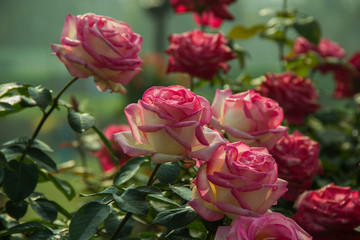 Closeup of Pink Roses with white textured petals.