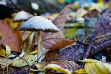 wild mushrooms on the ground