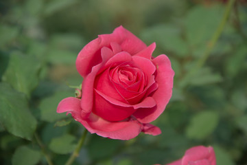 Pink Rose with Pink petals.