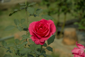 Pink Rose with Pink petals.