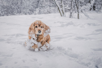 red cocker spaniel among the snowy white fluffy trees in the middle of the forest park in the deep...