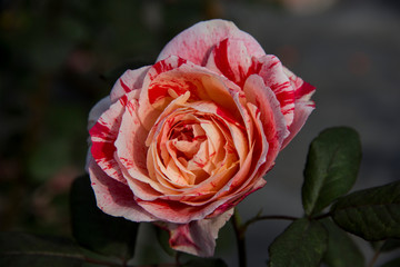 Closeup of yellow, white and red Rose textured petals.