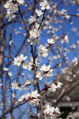 the apricot tree blooms in spring