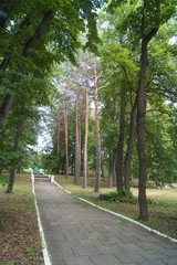 path between the trees in the Park