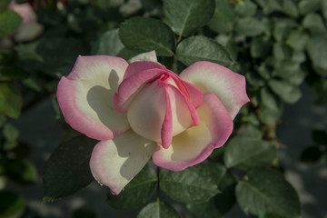 White and Pink Rose.