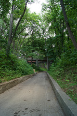 path between the trees in the Park