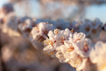 Branch of pink and white peach tree flowers on a natural background. Pink and soft fresh tones. Aitona landscape