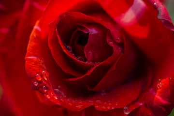 Closeup Red Roses with water droplets on textured petals.