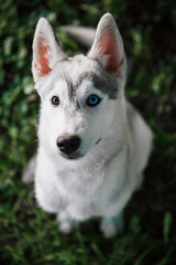 beautiful photo of a husky.dog on a summer walk