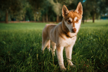 beautiful photo of a husky.dog on a summer walk