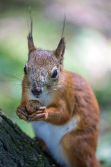 squirrel with nut closeup