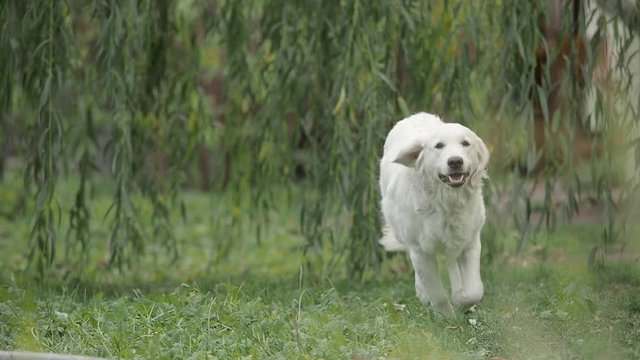 Golden retriever runs to the owner. Moving forward to the camera. Slow motion 50%. 