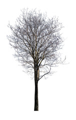 isolated on white small dense maple bare tree