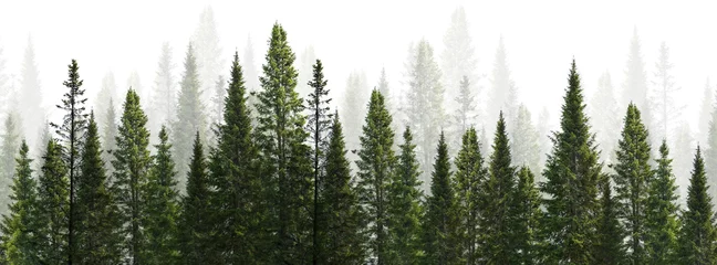 Fototapeten dunkelgrüner gerader Baumwald auf weiß © Alexander Potapov