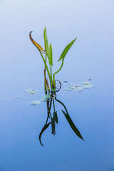 Nymphaea Lotus in a beautiful lake in Rio de Janeiro.