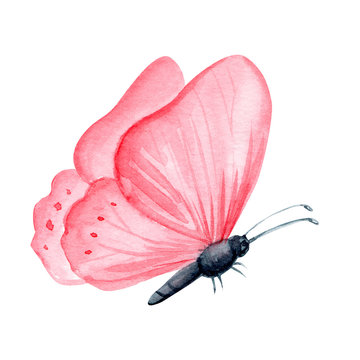 Watercolor Pink Butterfly On An Isolated White Background, Illustration