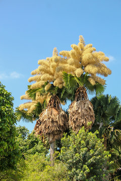 Flowering of palm Talipot (Corypha umbraculifera) at the Flamengo Embankment in Rio de Janeiro.