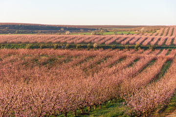 View of pink peach trees field in blossom on natural background in Aitona.