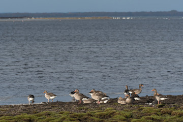 Group with Greylag Geese taking a break by seaside